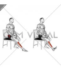 Seated Single Leg Tibialis Press (male)