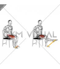 Resistance Band Seated Single Leg Knee Extension Hold (male)