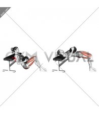 Dumbbell Hip Thrust (VERSION 2) (female)