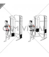 Cable Unilateral Bicep Curl (female)