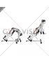 Dumbbell Hyperextension (VERSION 2) (female)