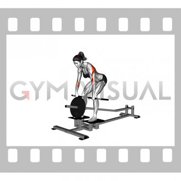 Lever T-bar Row (plate loaded) (female)