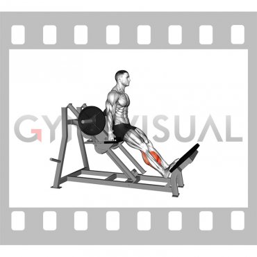 Lever Linear Calf Raise (male)