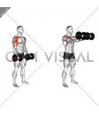 Dumbbell Underhand Front Raise