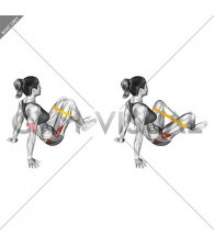 Resistance Band Seated Bent Knee Abduction Feet Floor Off (female)