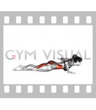 Upwards Facing Dog (female)