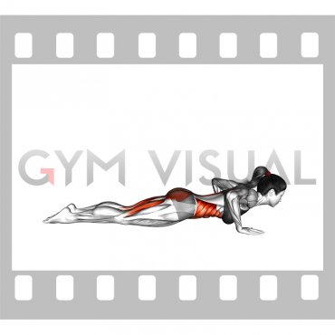 Upwards Facing Dog (female)