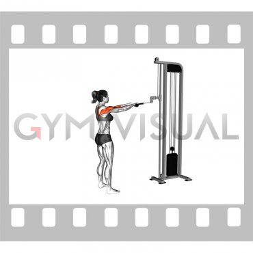 Cable Standing Face Pull (with rope) (female)
