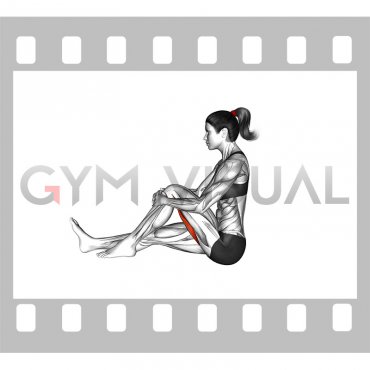 Seated Single Leg Hugging Knee Flexion (female)