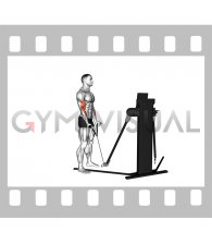 Cable Standing Biceps Curl (rope attachment) (VERSION 3)