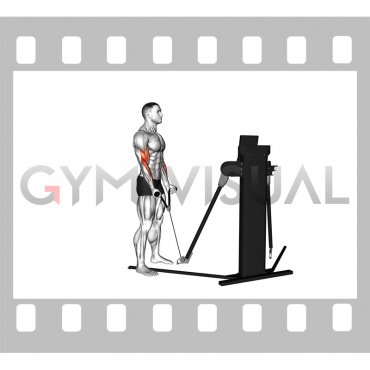 Cable Standing Biceps Curl (rope attachment) (VERSION 3)