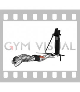 Cable Prone Single Leg Curl (VERSION 3)