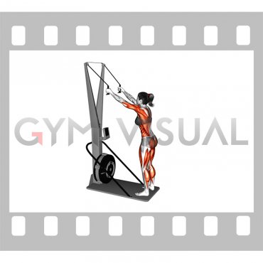 Ski Ergometer (female)