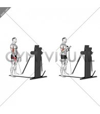 Cable Standing Biceps Curl (rope attachment) (VERSION 3)