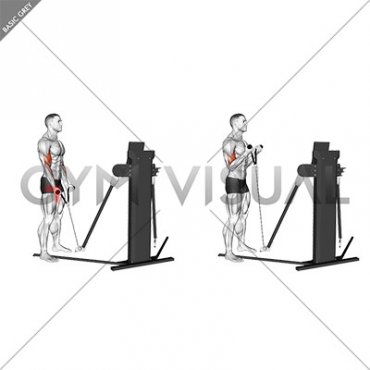 Cable Standing Biceps Curl (rope attachment) (VERSION 3)
