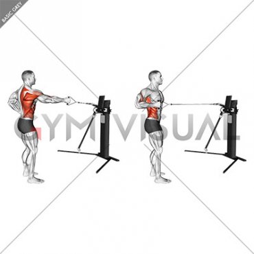 Cable Single Arm Row with Rotation (VERSION 3)