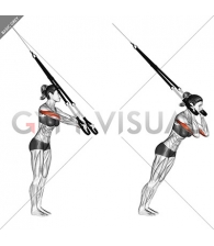 Suspension Triceps Extension