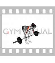 Barbell Bent Over Wide Grip Row (female)