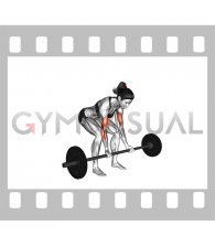 Barbell Standing Concentration Curl (female)