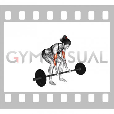 Barbell Standing Concentration Curl (female)