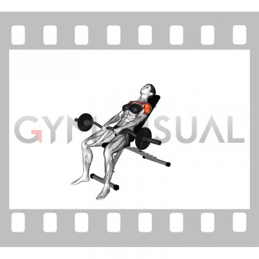 EZ-bar Incline Pronated Grip Front Raise (female)