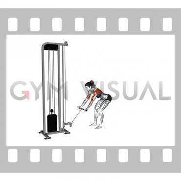 Cable Bent Over Reverse Grip Row (female)