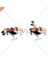 Dumbbell Straight Arm Pullover (VERSION 2) (female)