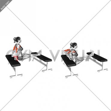 Triceps Dip (bench leg) (female)