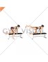 Bench Hip Extension (female)