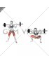 Barbell Sumo Squat (female)