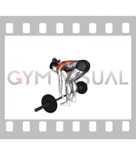Barbell Pendlay Row (female)