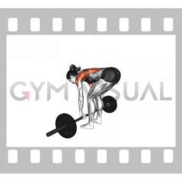 Barbell Pendlay Row (female)