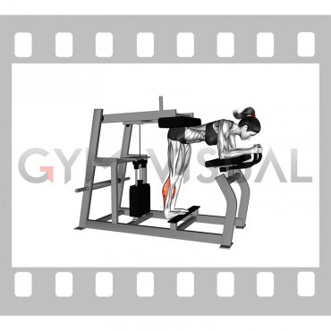 Lever Donkey Calf Raise (female)