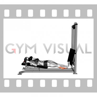 Sled Lying Calf Press (female)