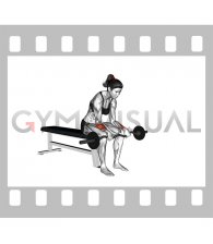 EZ Bar Seated Wrist Reverse Curl (female)