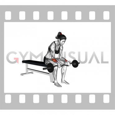 EZ Bar Seated Wrist Reverse Curl (female)