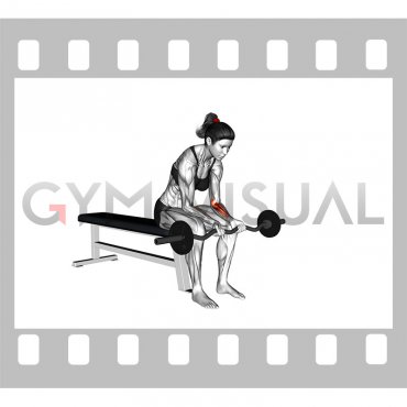 EZ Bar Seated Wrist Curl (female)