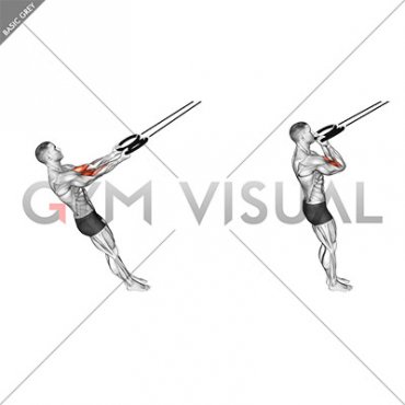 Ring Arm Curl (male)