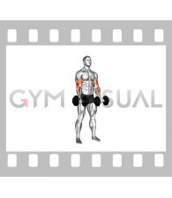 Dumbbell Zottman Curl