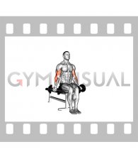 Dumbbell Seated Zottman Curl (male)