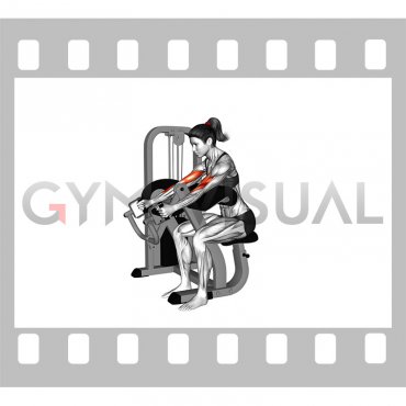 Lever Hammer Grip Preacher Curl (female)