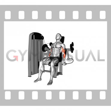 Lever Biceps Curl