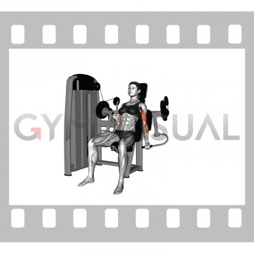 Lever Alternate Biceps Curl (female)