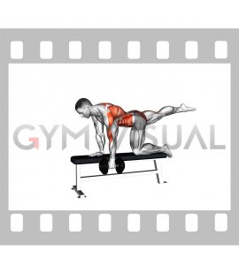 Dumbbell Single Arm Row (Bird Dog Stance on bench) (male)