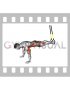 Suspender Push-up with Knee Tuck (male)