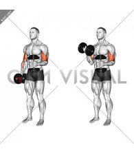 Dumbbell Single Arm Curl with Isometric Hold