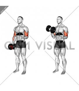 Dumbbell Single Arm Curl with Isometric Hold