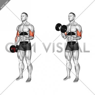 Dumbbell Single Arm Curl with Isometric Hold