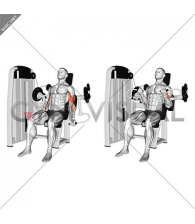 Lever Biceps Curl