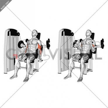 Lever Biceps Curl